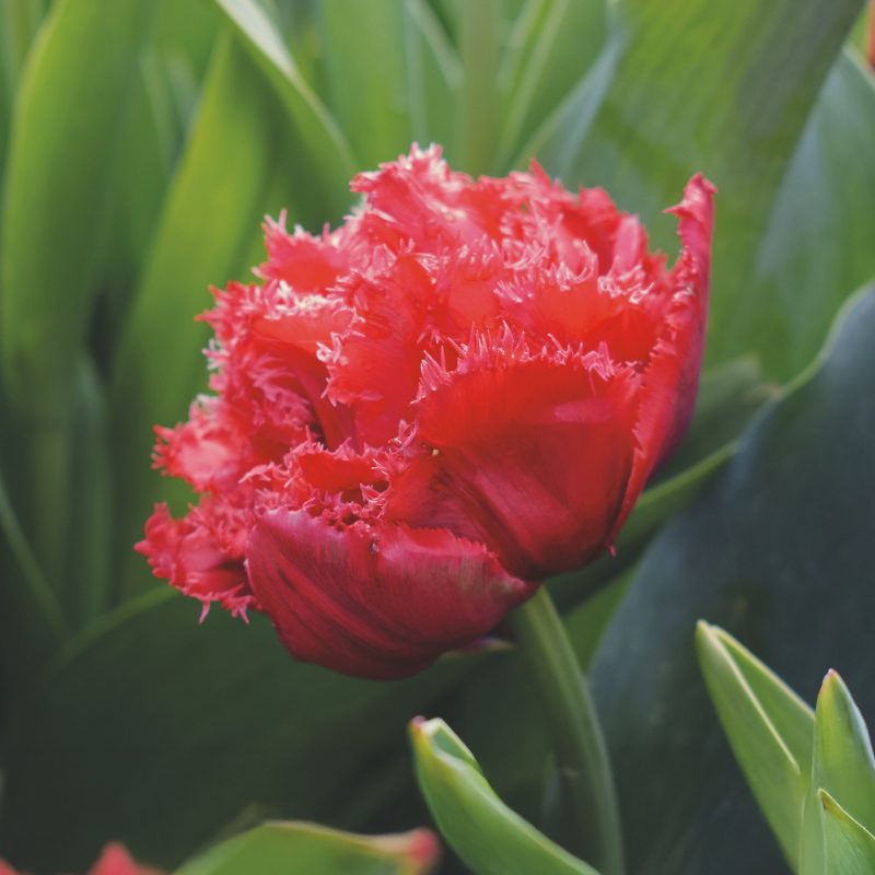 Tulipe Dentelle Qatar