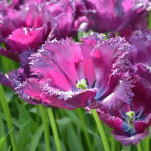 Tulipe Dentelle Gorilla