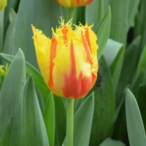 Tulipe Dentelle Party Clown