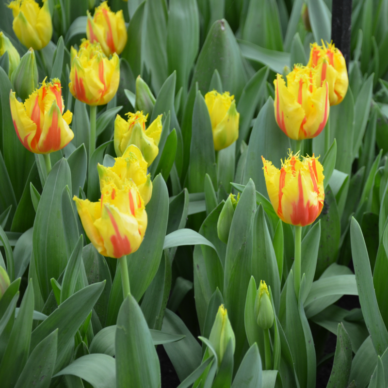 Tulipe Dentelle Party Clown