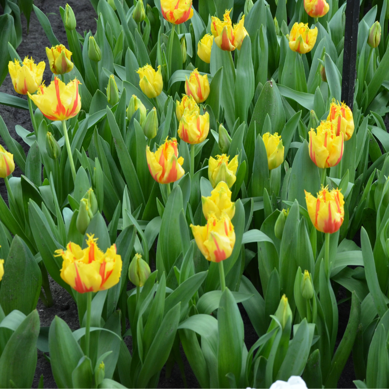 Tulipe Dentelle Party Clown