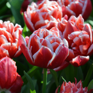 Tulipe Double Hâtive Concorde