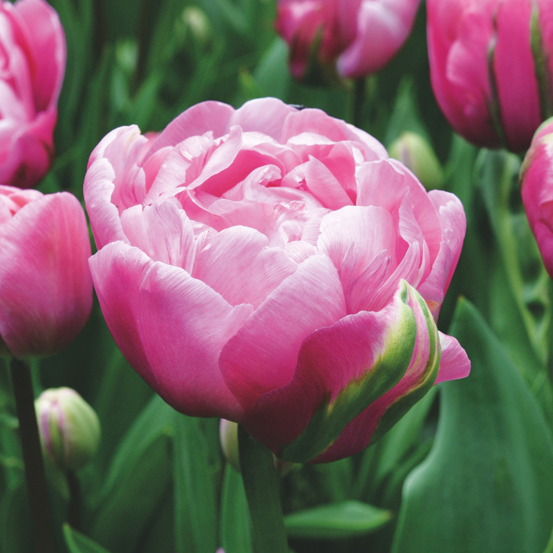 Tulipe Double Hâtive Maitresse