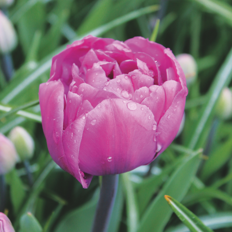 Tulipe Double Hâtive Respectable