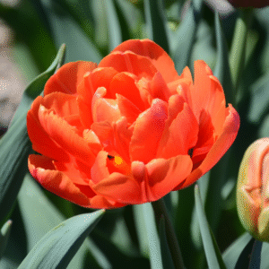 Tulipe Double Tardive Icoon