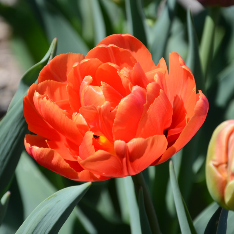 Tulipe Double Tardive Icoon
