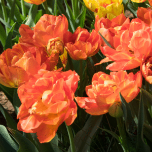 Tulipe Double Hâtive Lorenzo