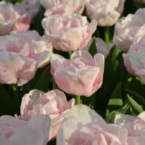 Tulipe Double Tardive Mariage