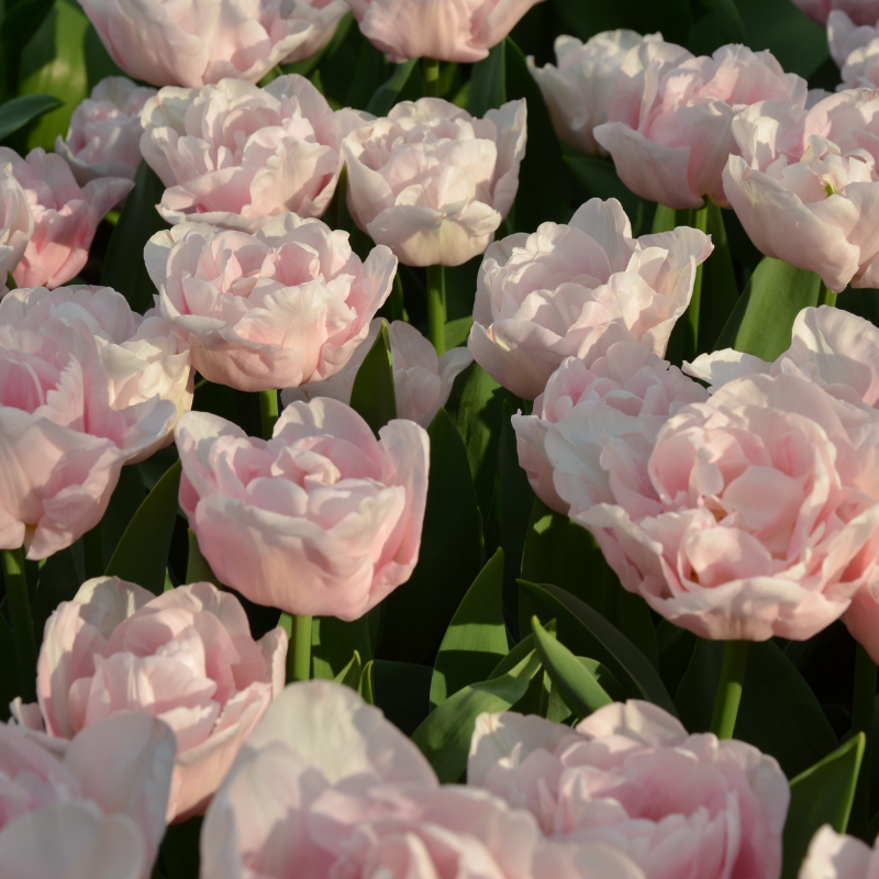 Tulipe Double Tardive Mariage