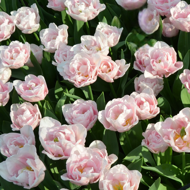 Tulipe Double Tardive Mariage