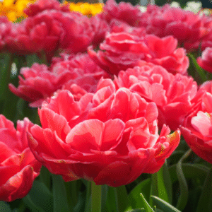 Tulipe Double Tardive Estatic