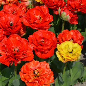 Tulipe double tardive Symphonie