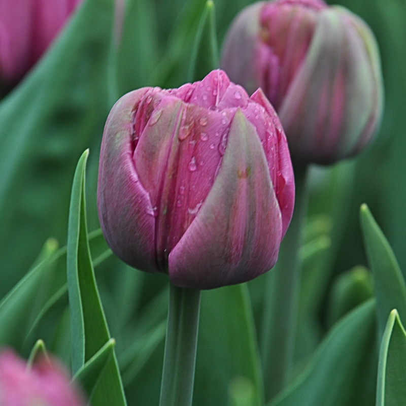 Tulipe Double Tardive Double You