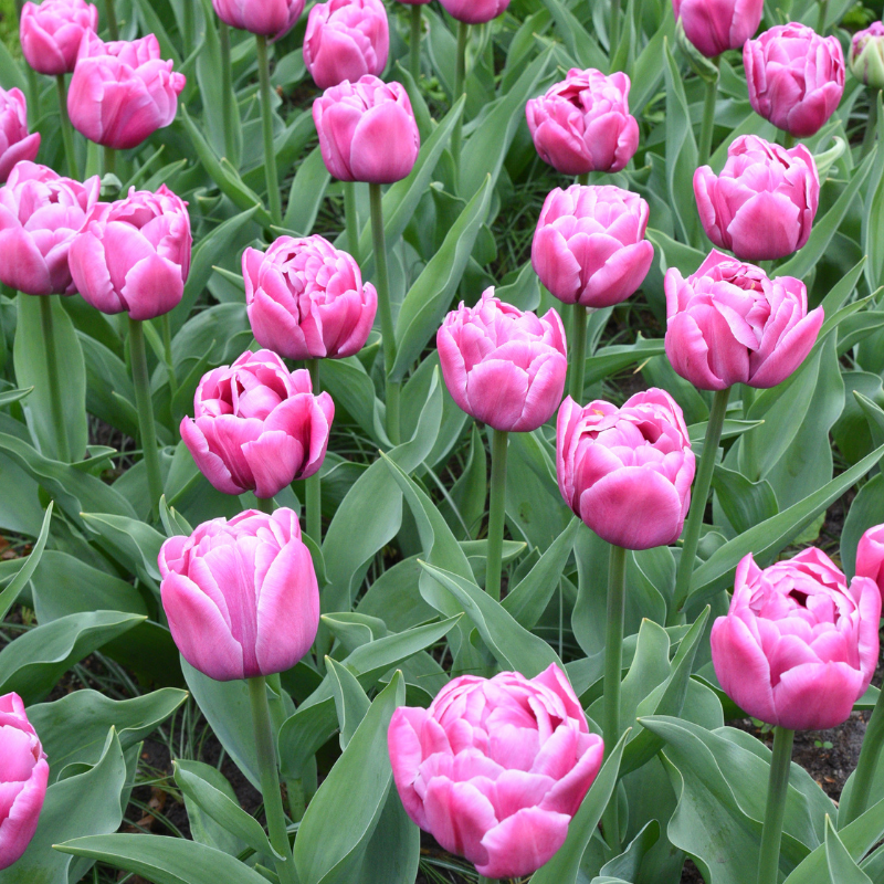 Tulipe Double Tardive Double You