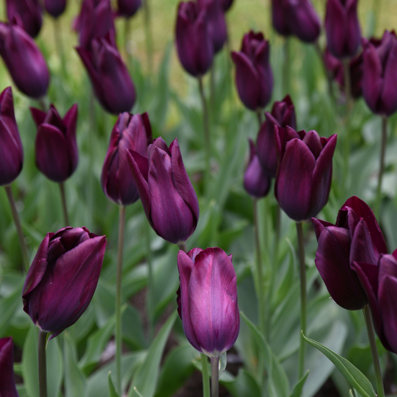 Tulipe Triomphe Eduard Pelger