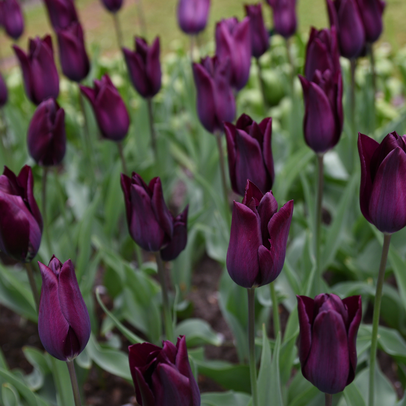 Tulipe Triomphe Eduard Pelger