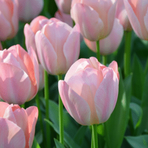 Tulipe Darwin Hybride Mystic Van Eijk