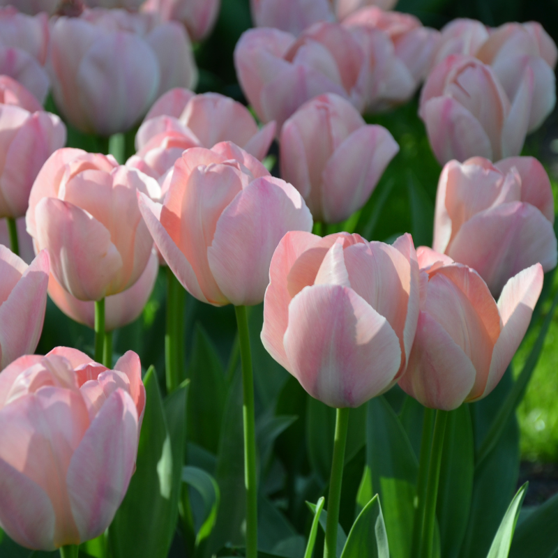 Tulipe Darwin Hybride Mystic Van Eijk