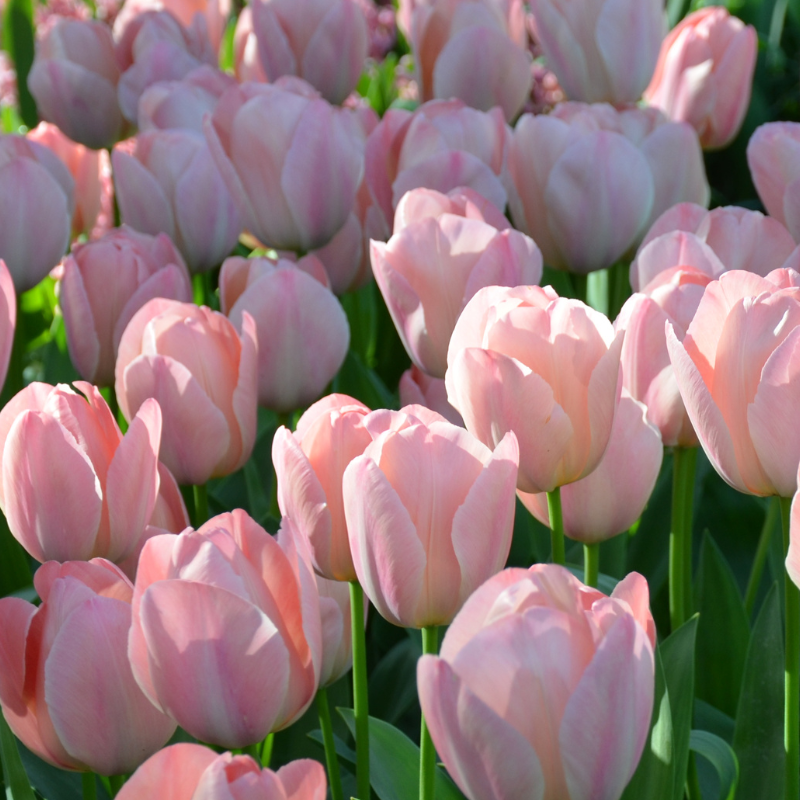 Tulipe Darwin Hybride Mystic Van Eijk