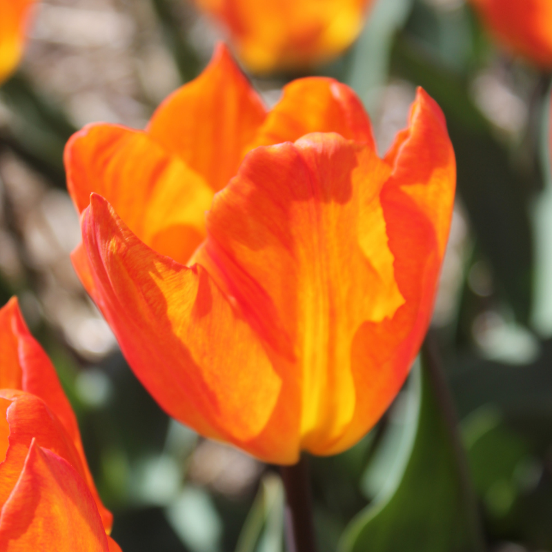 Tulipe Darwin Hybride Orange Van Eijk