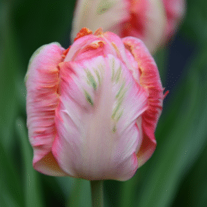 Tulipe Perroquet Cabanna