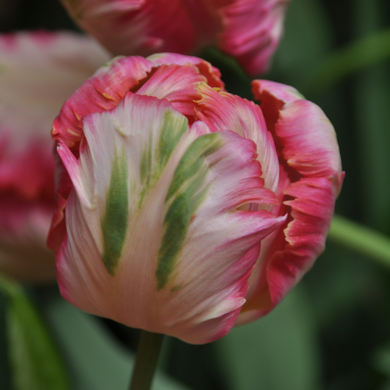 Tulipe Perroquet Cabanna