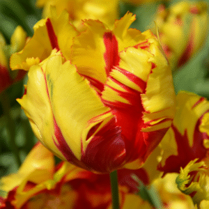 Tulipe Perroquet Texas Flame