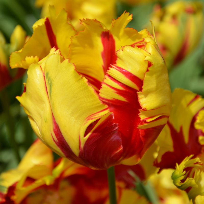 Tulipe Perroquet Texas Flame