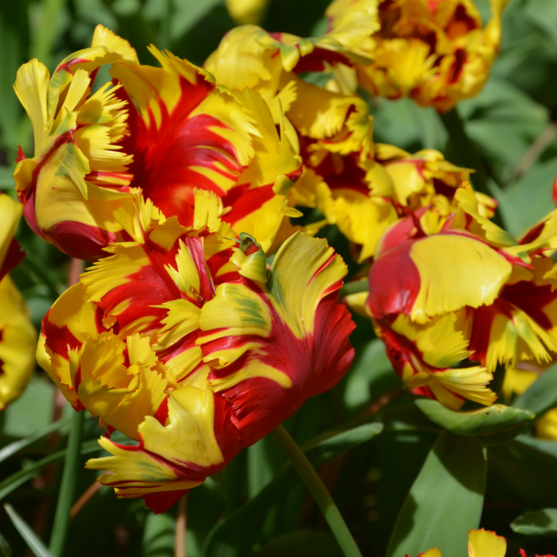 Tulipe Perroquet Texas Flame