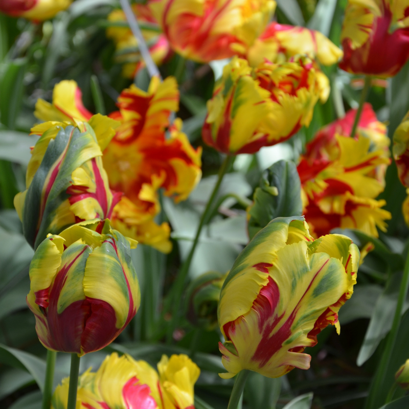 Tulipe Perroquet Texas Flame