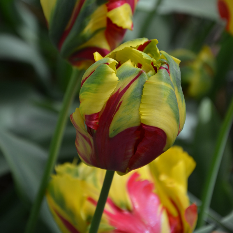 Tulipe Perroquet Texas Flame