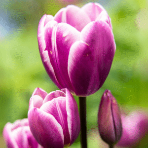 Tulipe Pluriflore Purple Elegance