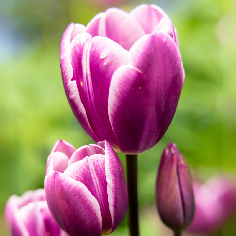 Tulipe Pluriflore Purple Elegance