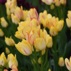 Tulipe Pluriflore Sunshine Club