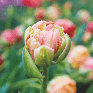 Tulipe Double Tardive Sprinkle Dip