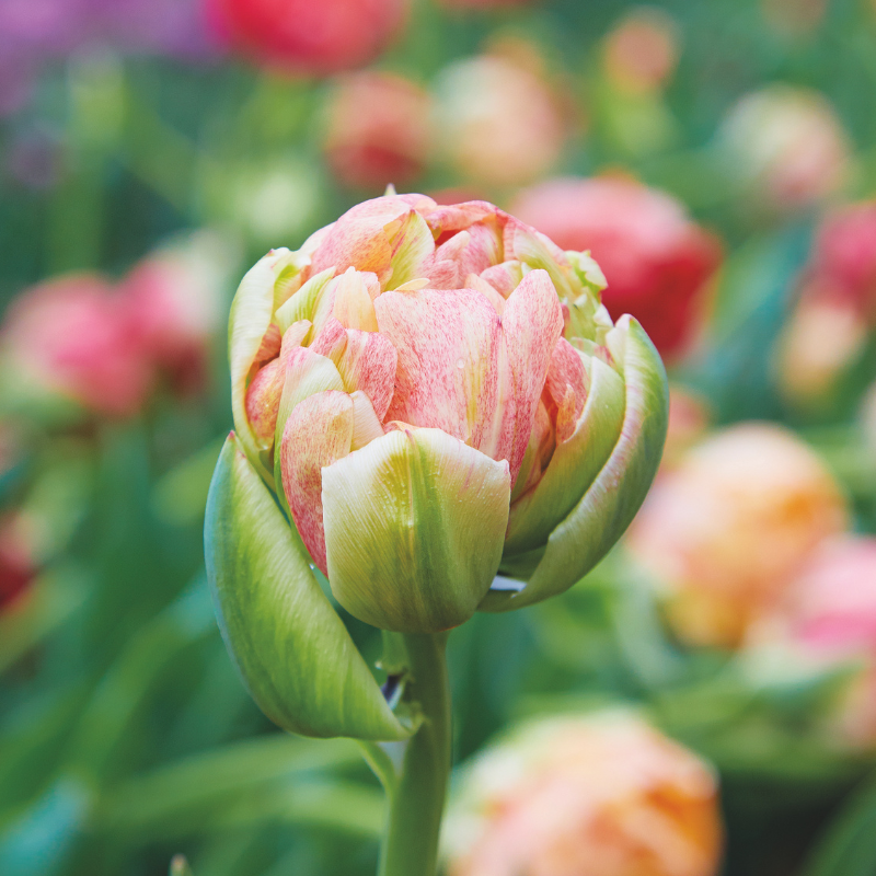 Tulipe Double Tardive Sprinkle Dip