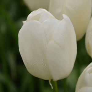 Tulipe Triomphe Buffalo