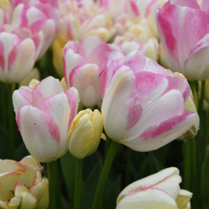 Tulipe Triomphe Graceland