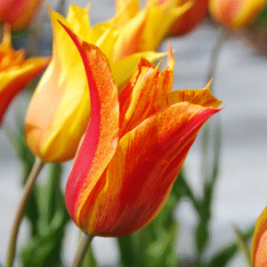 Tulipe Fleur de lis Vendée Globe