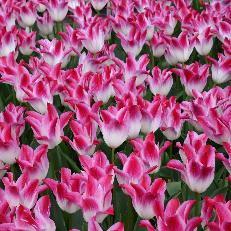 Tulipe Triomphe Whispering Dream