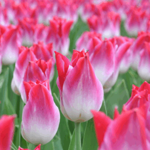 Tulipe Triomphe Whispering Dream