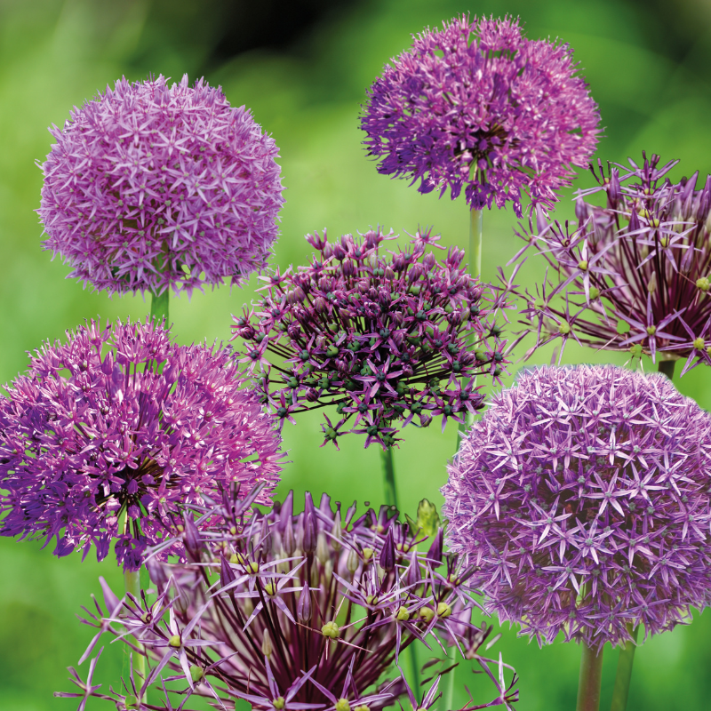 Alliums violets en mélange "Fleurs de France"