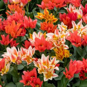 Tulipes pluriflores mélange
