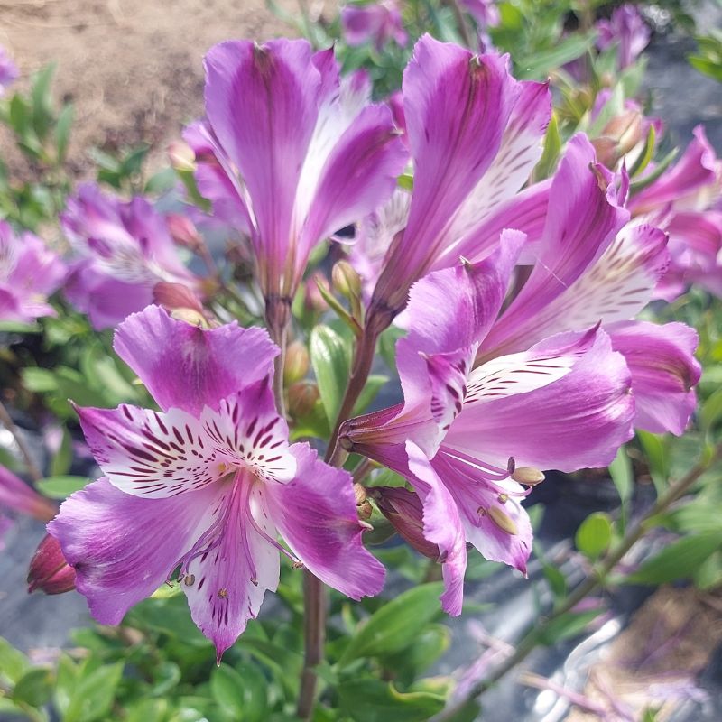 Alstrœmère Arcturus