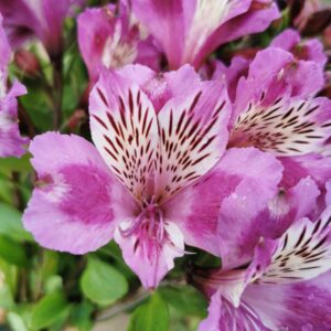 Alstrœmère Arcturus