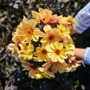 Dahlia Géant Amber and Black