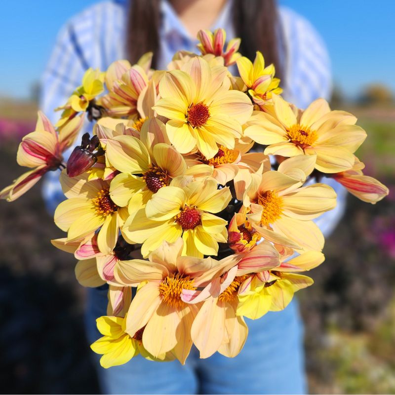 Dahlia Géant Amber and Black