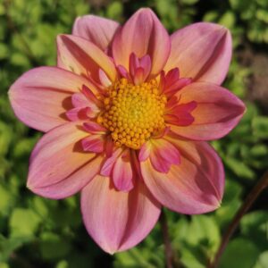 Dahlia Collerette Campus Métiers Nature