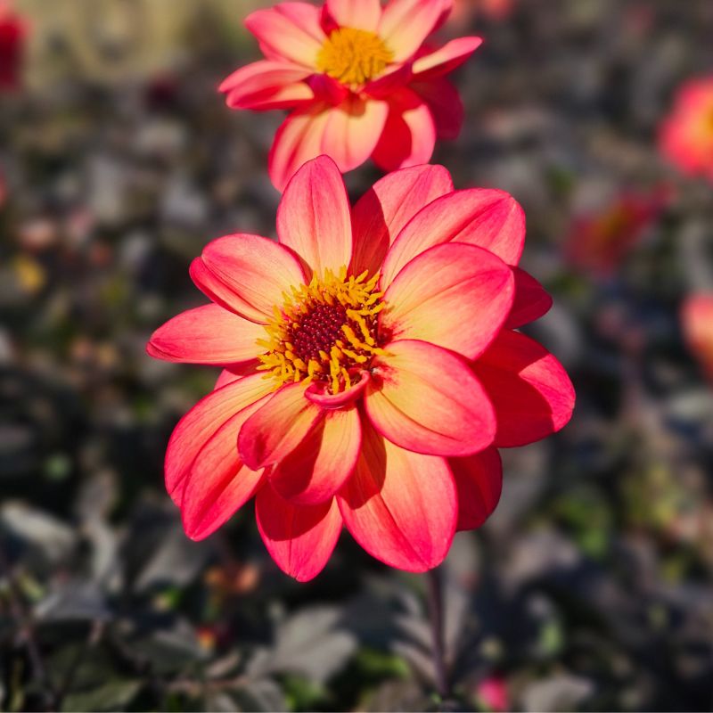 Dahlia Nain Simple Flame and Black