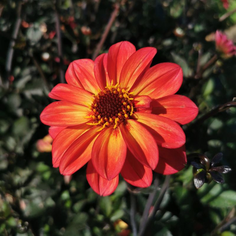 Dahlia Nain Simple Flame and Black